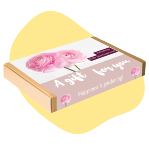 A gift for you - Ranonkel met bollensteker A5