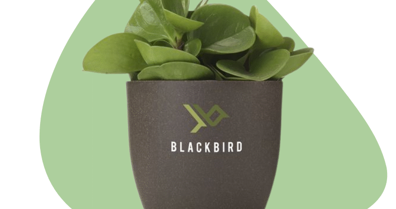bloempot koffiedik biobased