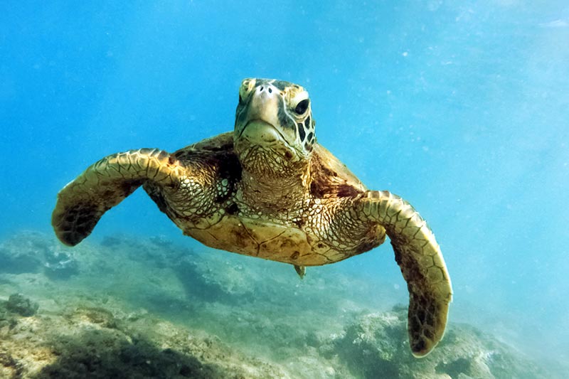 sea turtle - for the planet