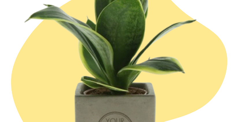 Plant met logo