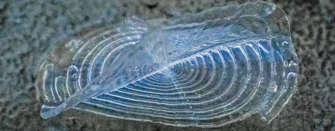 Photo Plasticsoep