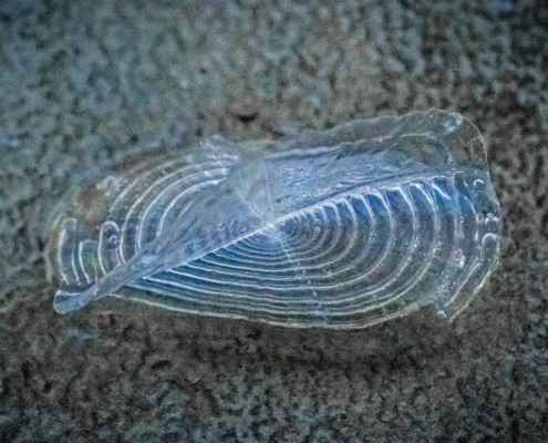 Photo Plasticsoep